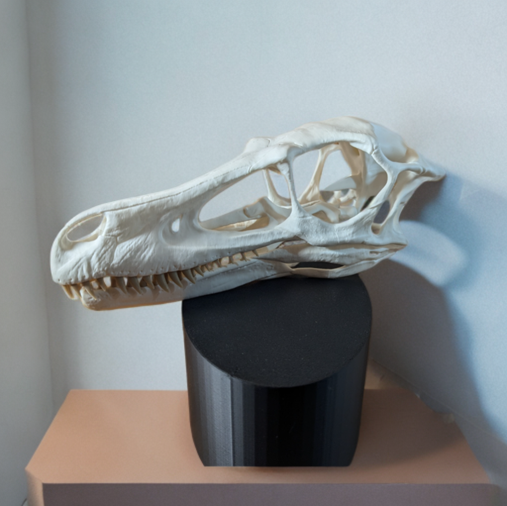 Velociraptor-Schädel