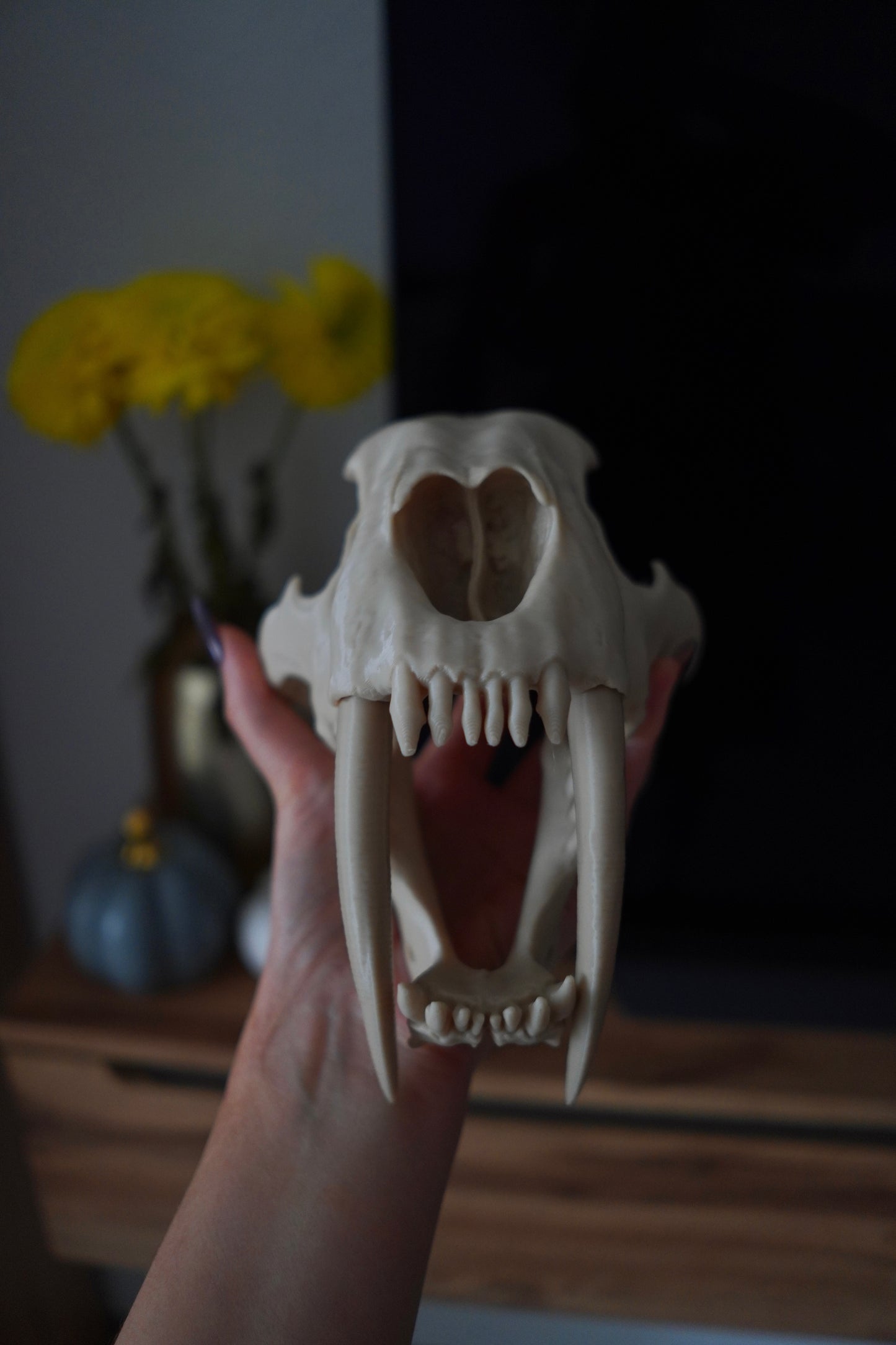 Säbelzahntiger Schädel