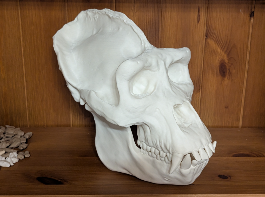 Gorilla Schädel