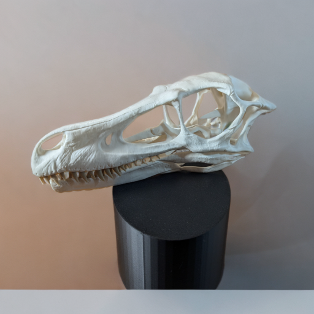 Velociraptor-Schädel