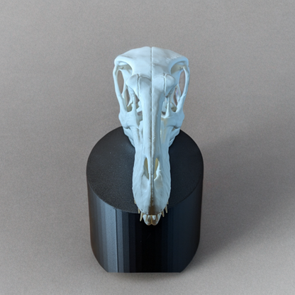 Velociraptor-Schädel