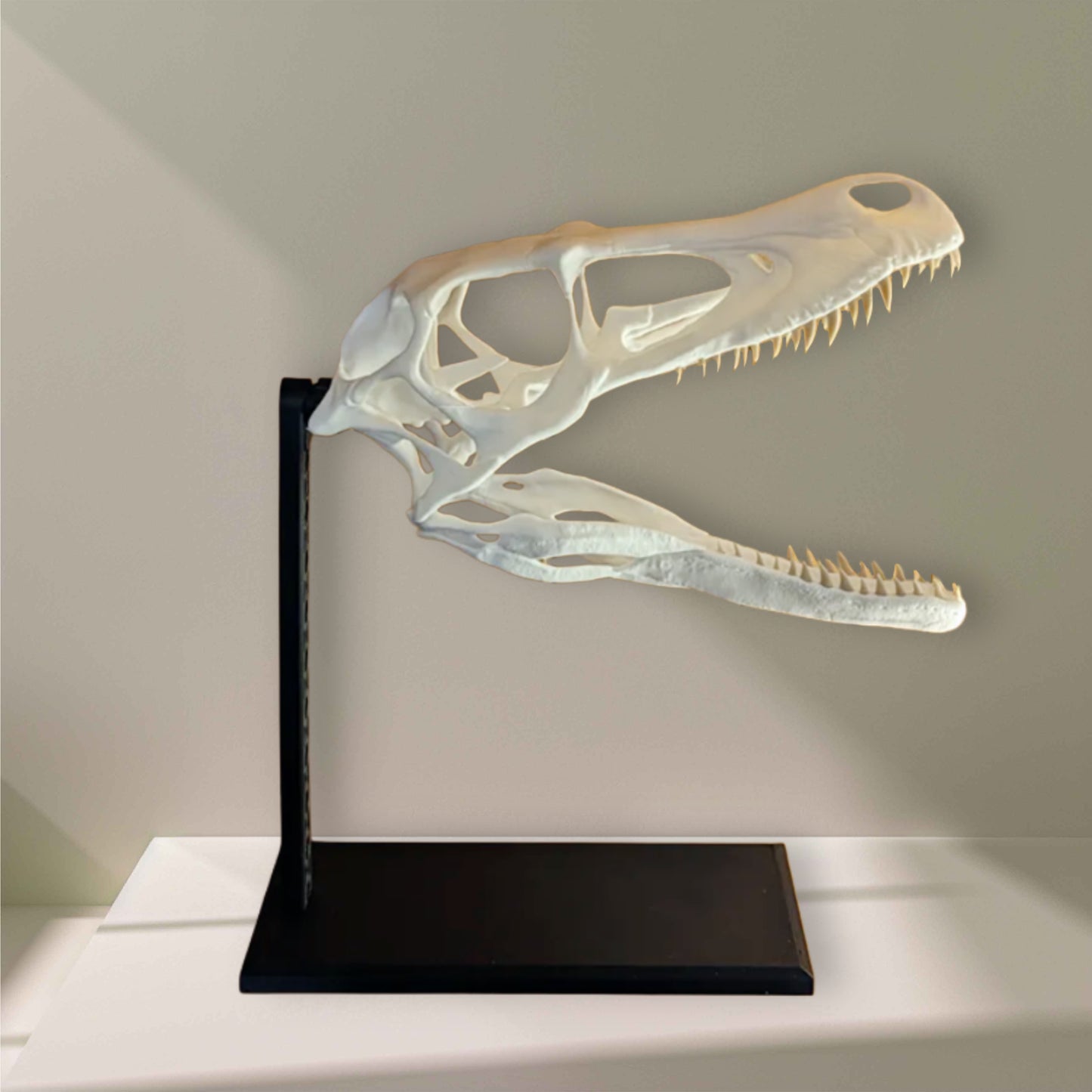 Velociraptor-Schädel