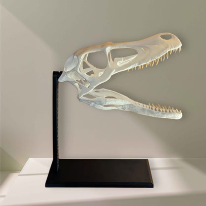 Velociraptor-Schädel