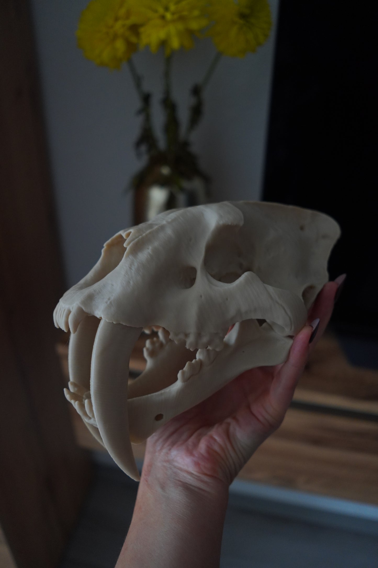 Säbelzahntiger Schädel