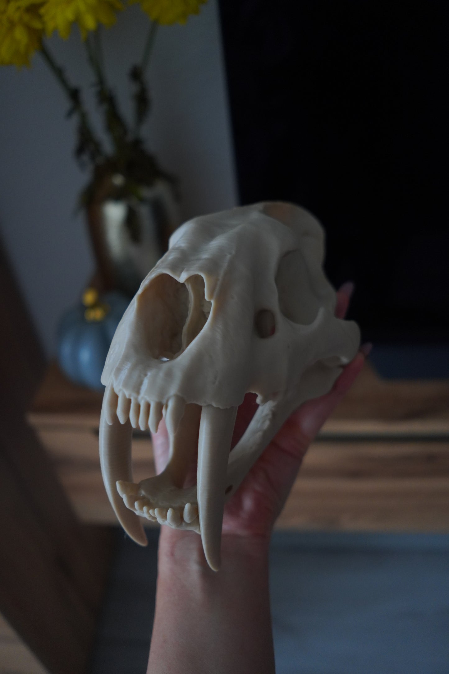 Säbelzahntiger Schädel