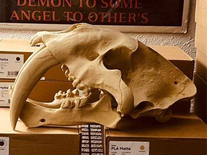 Säbelzahntiger Schädel